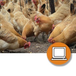MANIPULADOR ALIMENTOS: MATADERO AVES (4-20h) - ONLINE